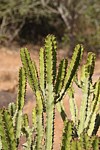 Euphorbia sp Kasigau GPS183 Kenya 2014 Christian IMG_4054.jpg